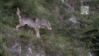 Lupo contro cinghiale ocinghiale contro lupo canis lupus italicus  sus scrofa [upl. by Inafets]