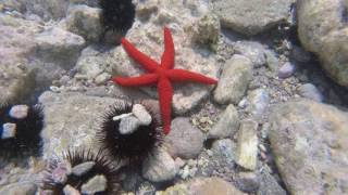 Molyvos Molivos Mithymna Lesbos Greece Snorkelling [upl. by Joelynn]