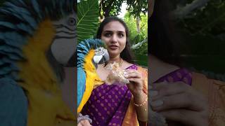 Macaw Parrot Eats Puthareku Sweet [upl. by Adebayo]