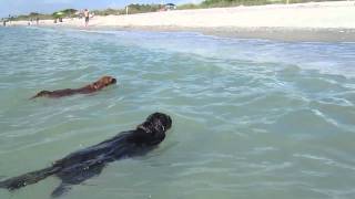 Cavalier King Charles Spaniels Swimming in the Ocean [upl. by Ahsiener]