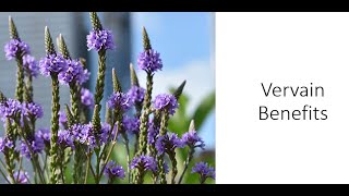 Vervain  Verbena officinalis  Health Benefits [upl. by Georgeta115]