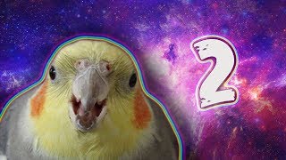 10 MIN OF DANK BIRB MEMES 2 [upl. by Bertold]