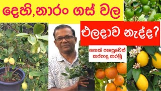 දෙහිදොඩම් ගස්වල ගෙඩි නැද්ද නිවැරදිව ගස් කප්පාදු කරමු  Lime Plants  Ceylon Agri  Episode 57 [upl. by Denney]