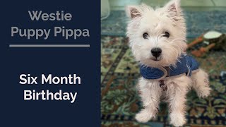 Westie Puppy Pips 6th Month Birthday [upl. by Nauqan]