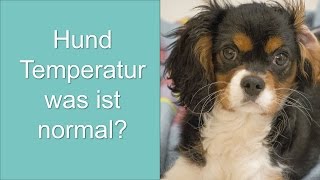 Hund Temperatur was ist normal [upl. by Nevlin]