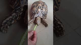 Tortoeating indian okara [upl. by Eittam362]