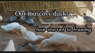 Muscovy Duck Breeding On Our Farm [upl. by Aynnat498]