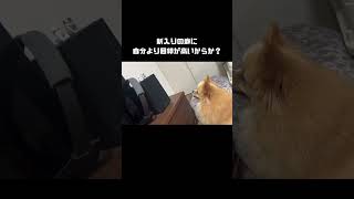 新入りが気に入らない犬 dog 犬pomeranian ポメラニアン [upl. by Tella127]