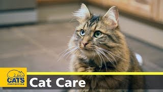 Cats and toxoplasmosis  Cats Protections Kids and Kitties [upl. by Arad]