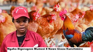 Natangiriye Ku Nkoko 3 Mu Mezi 8 Gusa Zimaze Kuba Inkoko Ibihumbi 5Menya Ibanga Nakoresheje [upl. by Pietje]