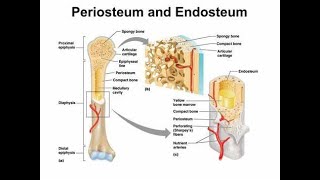 Why Periosteum and Endosteum are preserved during Bone Surgery [upl. by Atsocal337]