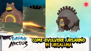 GUIDA Come evolvere Ursaring in Ursaluna ALPHA  Leggende Pokémon Arceus [upl. by Limak]