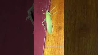 Katydids or bush crickets [upl. by Googins]