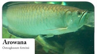 HD Arowana  Gabelbart  Osteoglossum ferreirai [upl. by Gibrian]