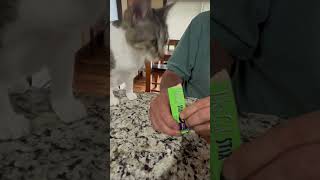 Trixie the cat loves her Tiki Cat Stix [upl. by Llerraf]