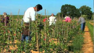 Fruit Tree Nursery René Nicolaï [upl. by Natsirk855]