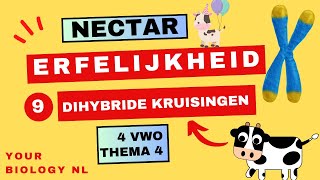 4 vwo  Erfelijkheid  9  Dihybride kruisingen [upl. by Trammel826]