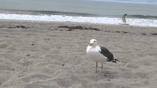 Gaviotas Comiendo Pan Y Sus Sonidos En La Playa Del Mar Pacifico [upl. by Freudberg]