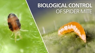 Biological control of spider mite  Feltiella acarisuga [upl. by Rivkah]