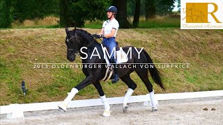 Dressurpferde Rassmann Sammy Video 4K [upl. by Py421]