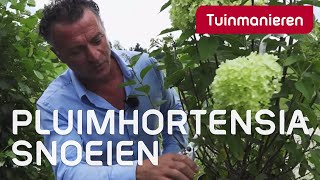 De pluimhortensia Limelight snoeien hoe doe je dat  Tuinmanieren [upl. by Ahsert]