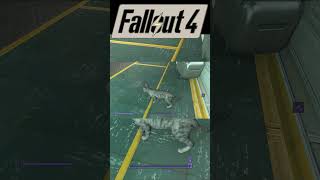 Cat Escapes Vault 81 fallout4 fallout shorts [upl. by Atiuqcir717]