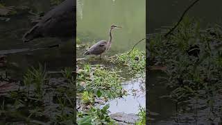 Heron herons birds birdwatcher murfreesborotn greenway tennessee river [upl. by Sellihca357]