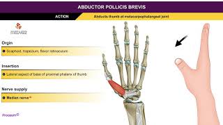 Abductor pollicis brevis  Thenar muscles  Animation without narration [upl. by Ecirtnahc]