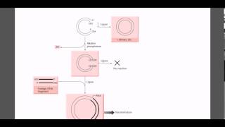 Role of alkalyne phosphaase in molecular cloning [upl. by Alel]