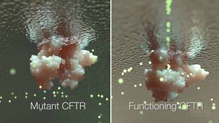 Cystic Fibrosis Mechanism and Treatment  HHMI BioInteractive Video [upl. by Nivert]