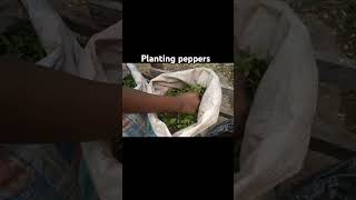 How to transplant pepper seedlings to grow to bigger plantfarm [upl. by Apgar]