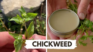 How to Identify and Use Chickweed [upl. by Eivod]