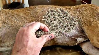 Not Possible Removal 40000 MAGGOTS From POOR DOG Remove amp Deworming MAΝGOWORMS [upl. by Uy]