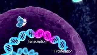 The HER Signaling Pathway [upl. by Ahouh495]