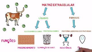 Matriz Extracelular e Junções Celulares [upl. by Frances]