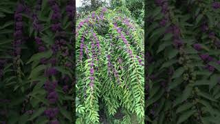 Purple Beautyberry Callicarpa dichotoma ‘Issai’ in Mint Family  Observed in Description [upl. by Sirtaeb]