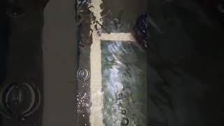 arapaima babies feeding 🔥 8139869787 whatsapp [upl. by Pomona]