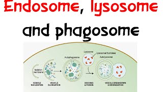 Endosome Lysozome and phagosome [upl. by Schonfield]