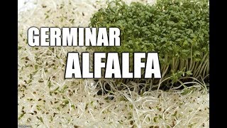 germinar alfalfa [upl. by Eilloh]