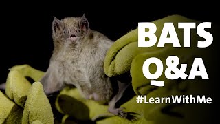 🦇🦇Bats🦇🦇 QampA with Mammalogists LearnWithMe [upl. by Ytsud]