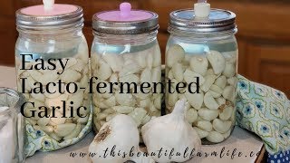 Easy Lacto Fermented Garlic Video MP4 [upl. by Naniac]