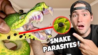 MY SNAKES ARE INFESTED WITH PARASITES  CAN WE SAVE THEM [upl. by Luelle]