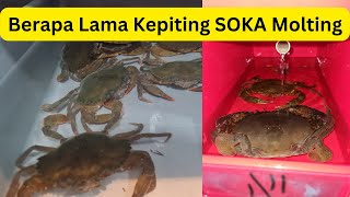 Berapa Lama Kepiting Soka Panen atau Molting [upl. by Eelame]