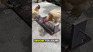 Cet ingénieur avait la flemme de nourrir ses poules et a inventé quelque chose de génial ingénieur [upl. by Norma113]