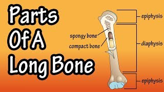 Parts Of A Long Bone  Structure Of A Long Bone [upl. by Carmel]