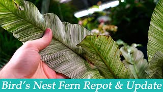 Birds Nest Fern Repot amp Update  How I Grows Birds Nest Ferns [upl. by Whalen]