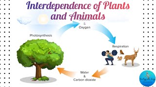 Interdependency of Plants and Animals  Science Project  Pahal Parnika [upl. by Corvin]