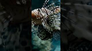 Incredible Facts About Lionfish  Discover the Secrets of These Venomous Predators [upl. by Geier]