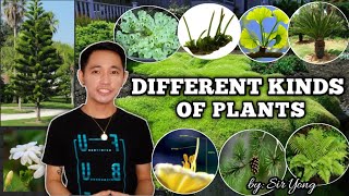 VASCULAR AND NONVASCULAR PLANTS  by Sir Yong [upl. by Anelahs]