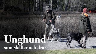 Hundskolan Unghund som skäller och drar [upl. by Rimidalg]